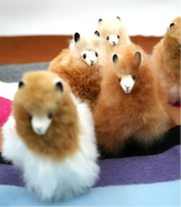 Miniature Alpaca